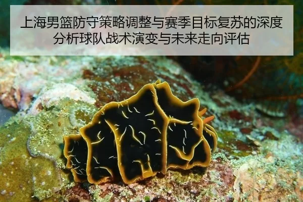 shang-hai-nan-lan-fang-shou-ce-lve-tiao-zheng-yu-sai-ji-mu-biao-fu-su-de-shen-du-fen-xi-qiu-dui-zhan-shu-yan-bian-yu-1-642.jpg